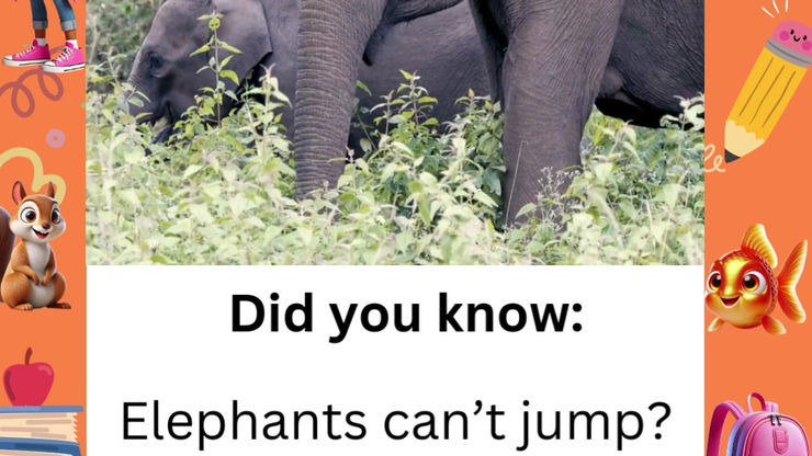 Elephants